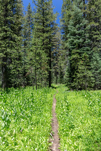 Lush green - meadows and trees - as you hike Yosemite Wilderness