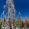 Even an entirely dead tree can have something very beautiful to it