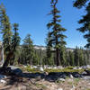 The forest opens up as you ascend to the Buena Vista Crest