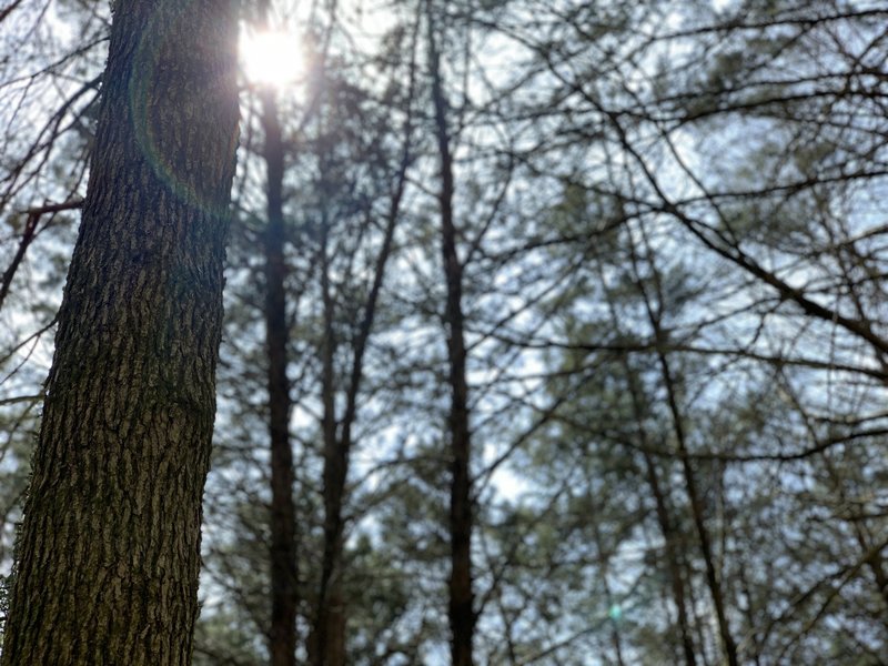 Sun shining between trees