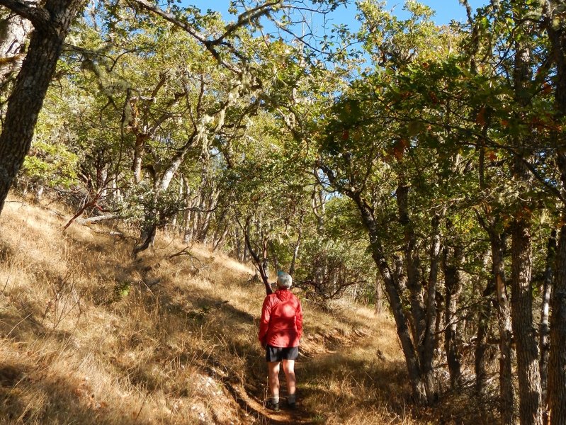 Ascending the trail through stands of oaks