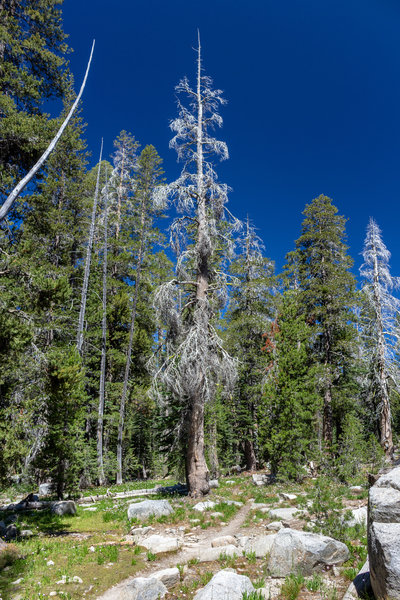 Numerous dead trees line the trail to Grouse Lake