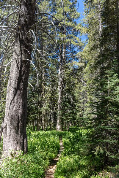 Lodgepole pine and red fir next to the trail