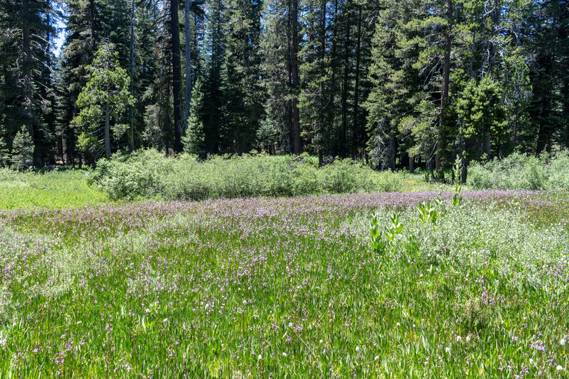 Colorful wildflower meadows surround the trail to Chilnualna Creek