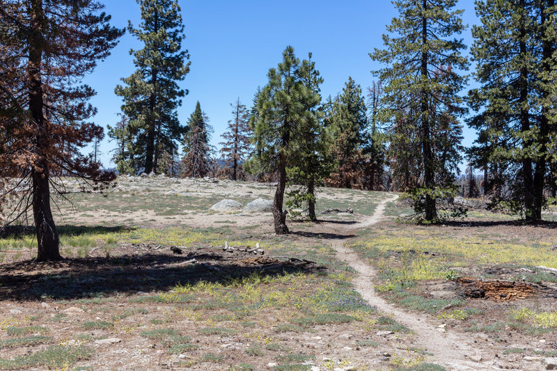 The ridgetop clearing at the highest point of the trail to the Deer Camp junction