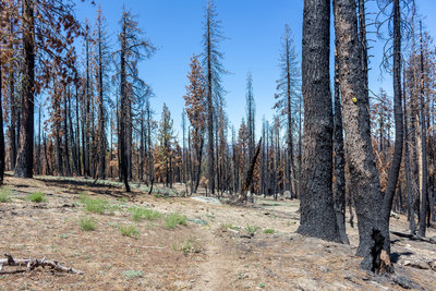 Burnt trees almost reach to the very top of this trail.