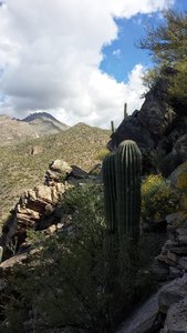 Some saguaros off of the Phoneline Trail.