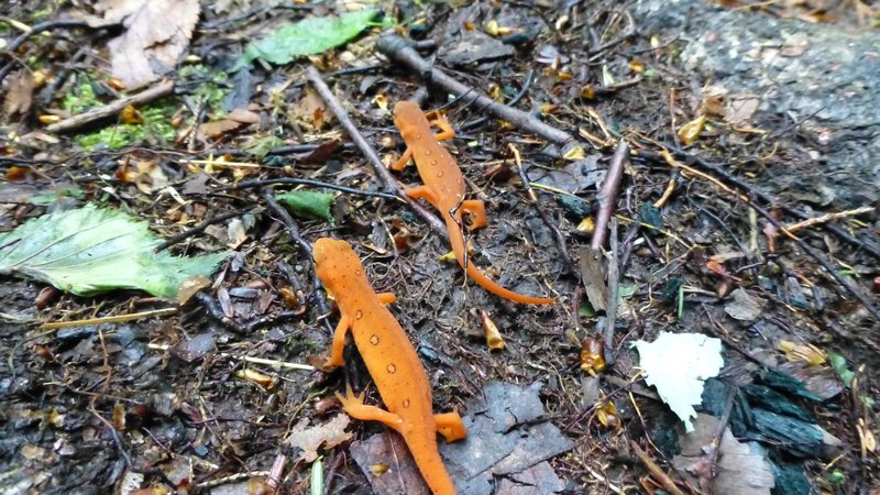 Eastern Newt