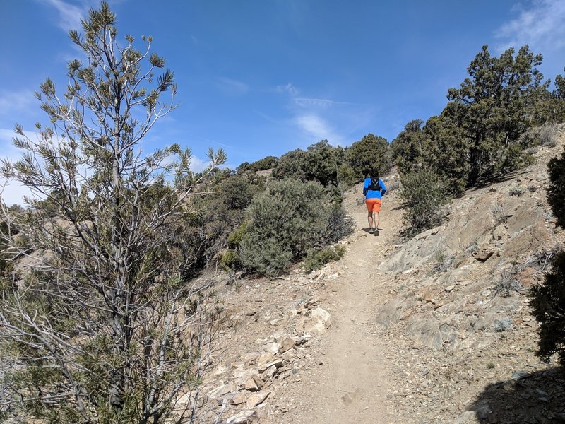 Pinyon Trail singletrack