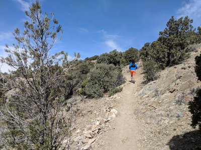 Pinyon Trail singletrack