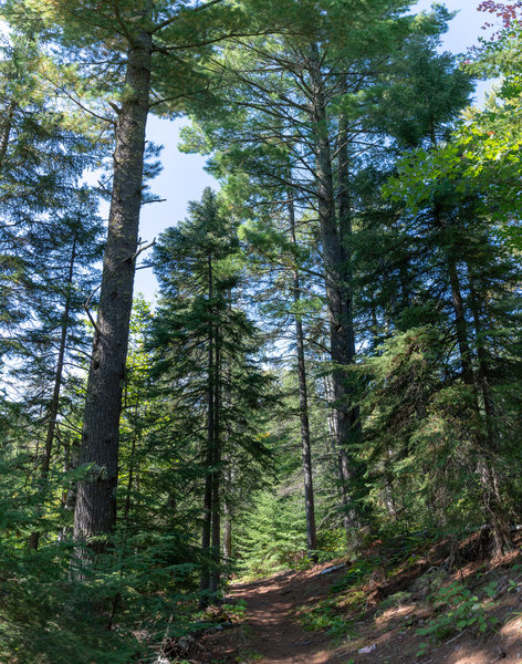 Hiking Trail on Minnesota's North Shore