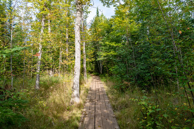 Boardwalk through the Forest - North Shore, Minnesota