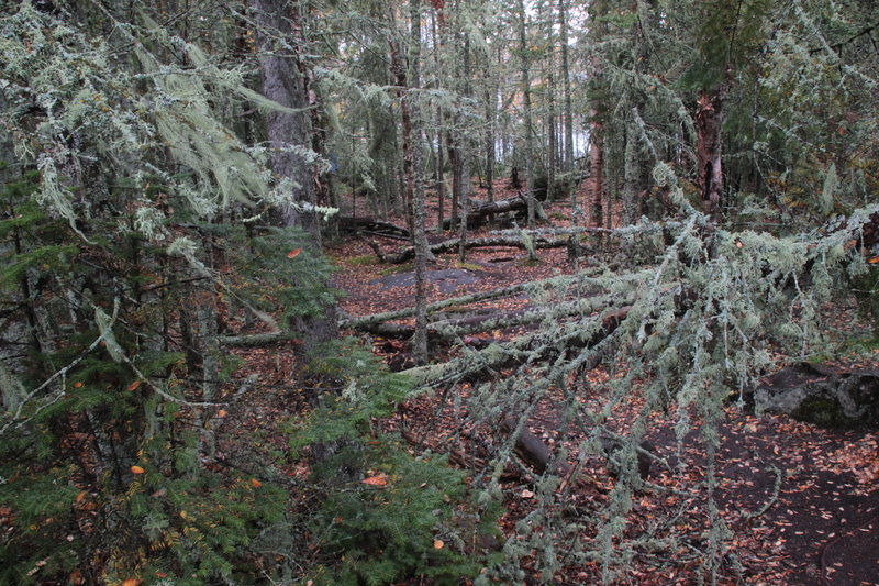 Grand Marais, Minnesota- Artist's Point Woods