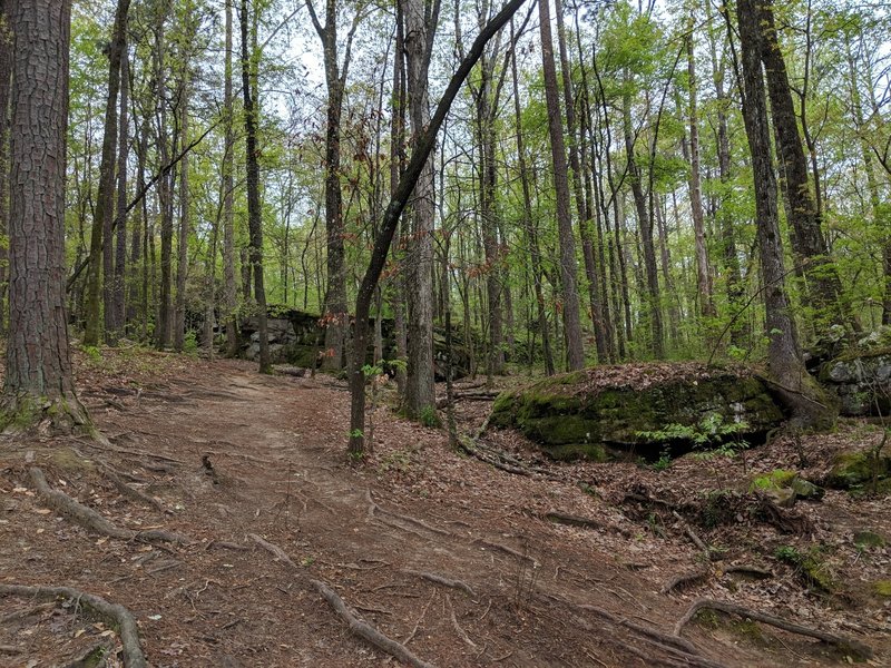 Boulder Field