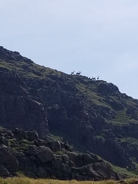 8 or 10 buck deer looking down at us near Squaw Pass.