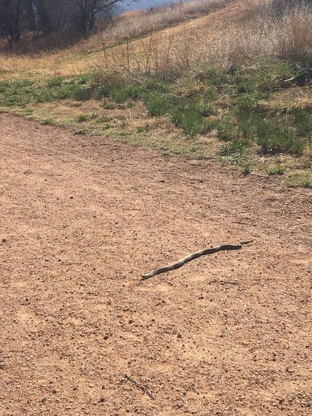 Garter snakes can be observed in the spring and summer on the path.