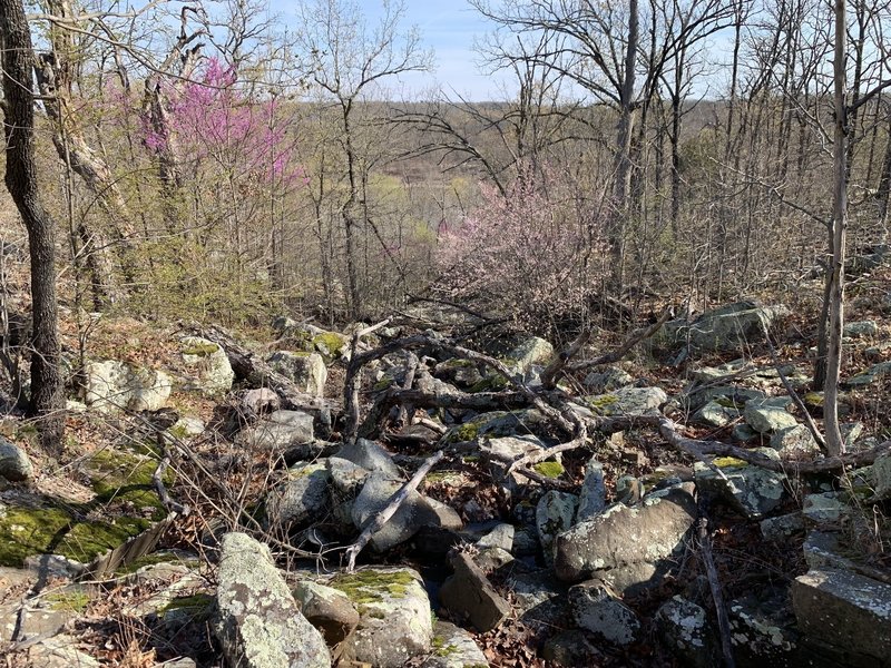 View down seasonal creek along Bixhoma Bluff Trail