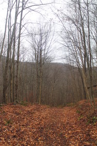 Old Woods Road to Huggins Lake