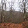 Old Woods Road to Huggins Lake