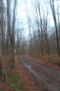 Mary Smith Road After the Rain Showers