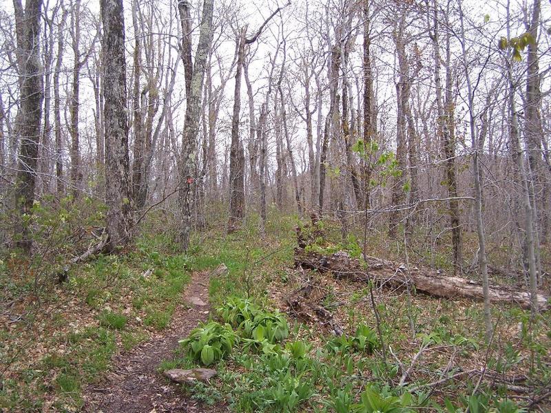 Along Trail Heading to Camel's Hump