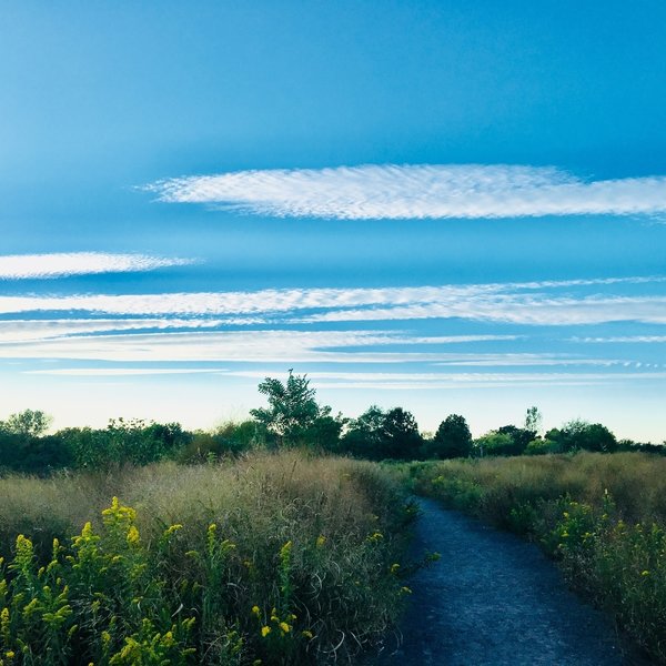 marsh trail