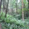 Ferns and Forest on Quarry Trail