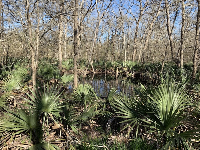 Palmettos by a pond