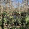 Palmettos by a pond