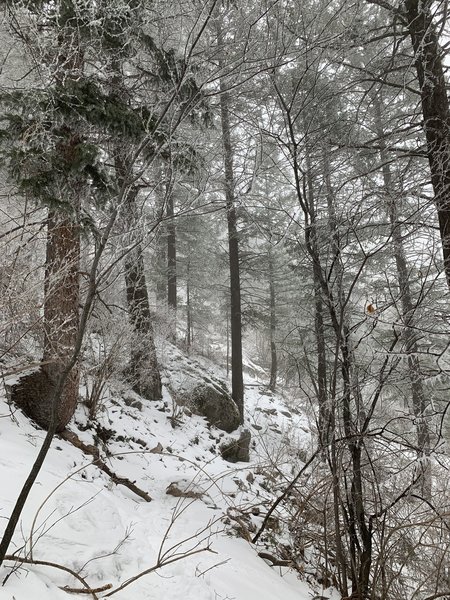 Snowy conditions on trail.