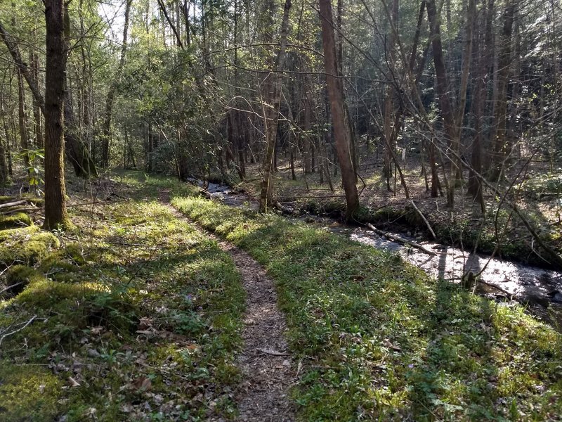 OST about 4.5 miles from the Greenbrier Cove trailhead