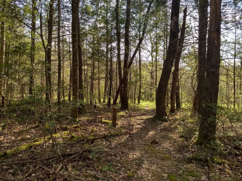 Approaching a meadow on a sunny evening along the Old Settlers Trail, roughly 5 miles from the Greenbrier Cove trailhead