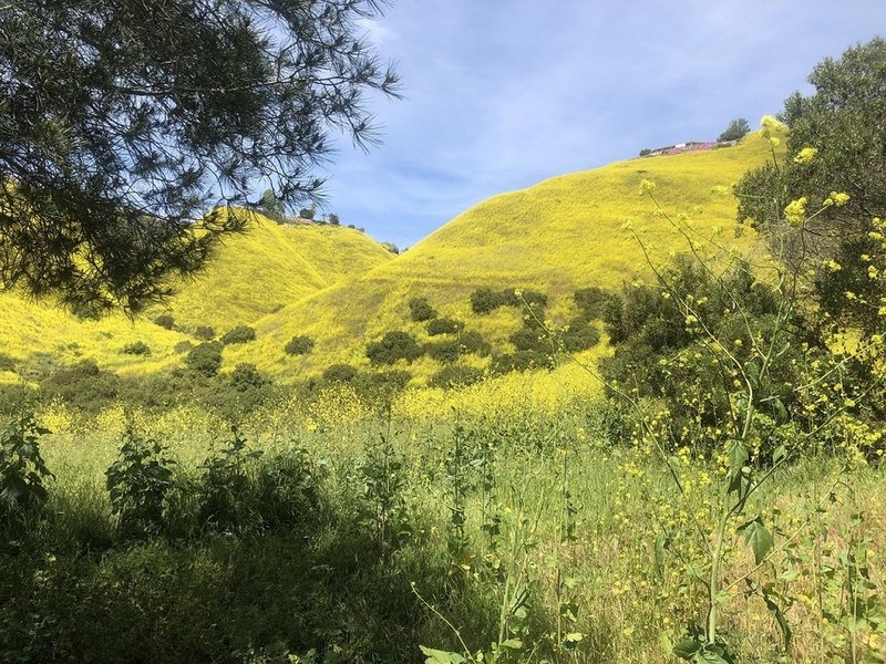 a bit of shade on the trail