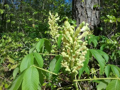 Yellow Buckeyes along the trail