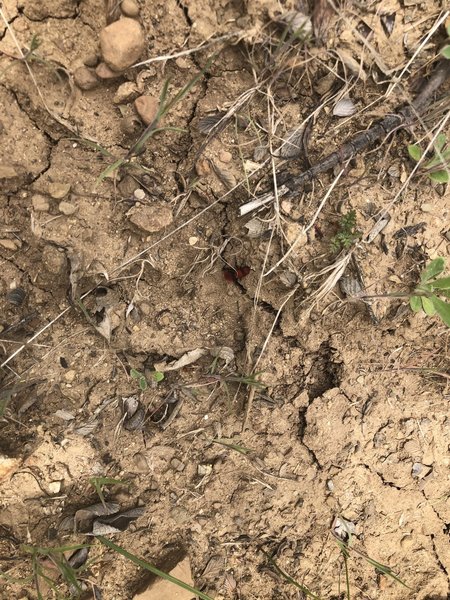 Red velvet ant