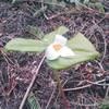 Trillium at Steven's Creek