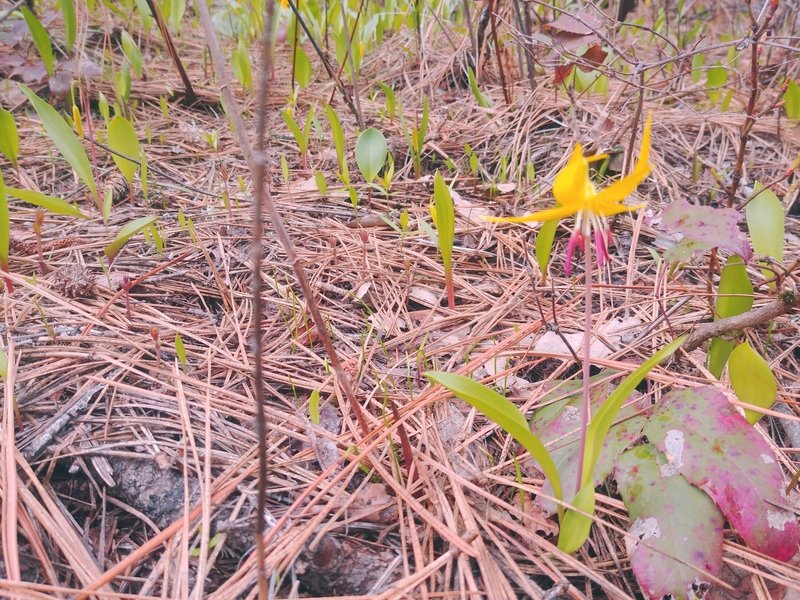 Glacier lily