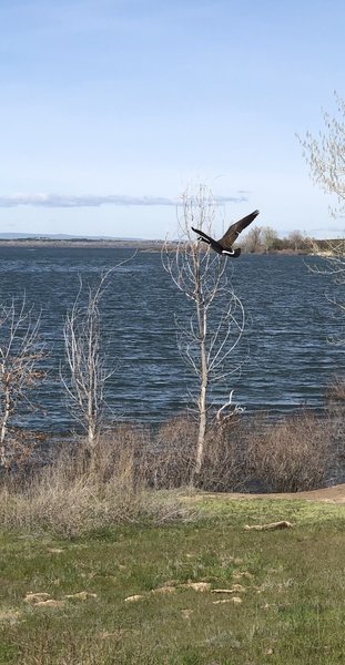 Canada goose flying off of trail