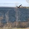 Canada goose flying off of trail