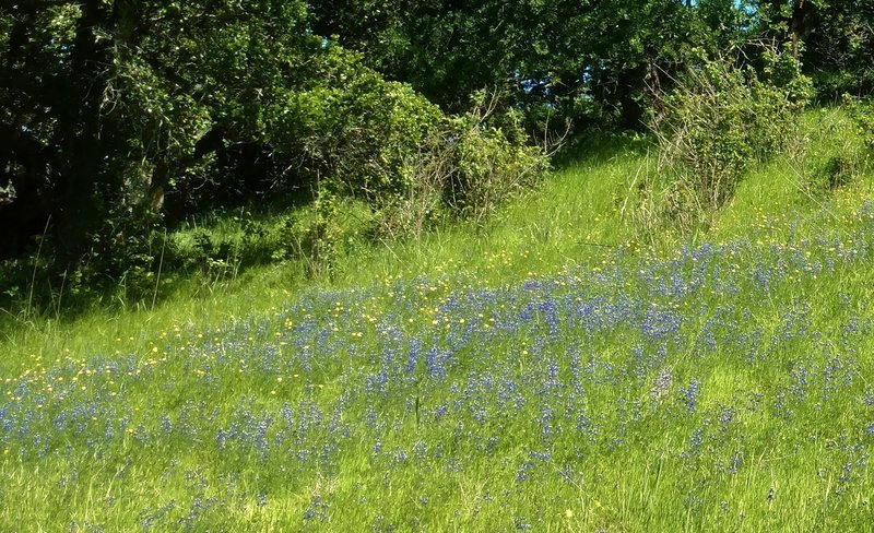 Lupines (blue) and California buttercups (yellow) adorn Randol Trail in April