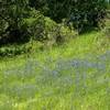 Lupines (blue) and California buttercups (yellow) adorn Randol Trail in April