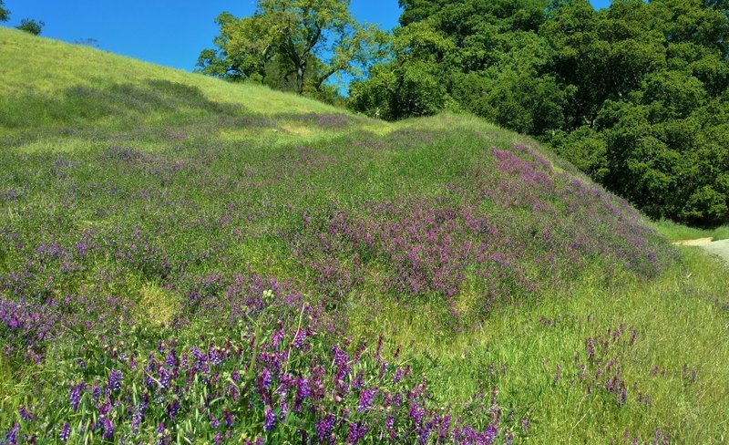 Smooth vetch (purple wildflowers) cover a hillside along Guadalupe Trail in April