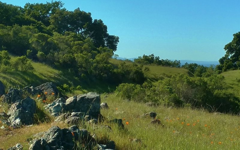 Orange California poppies, green hills, blue skies and distant hills in April at the Mine Hill/Prospect #3 trail junction.