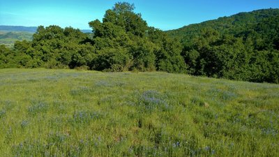 Field of lupines (blue wildflowers) along Prospect #3 Trail in April.