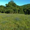 Field of lupines (blue wildflowers) along Prospect #3 Trail in April.