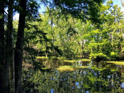 Calm waters of the bayou