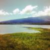 Kealia pond. Shorebirds nesting everywhere.