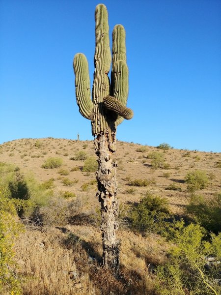 Javelina Canyon Trail is quiet and beautiful. Grand Saguaro cacti are frequent providing homes for the many birds.