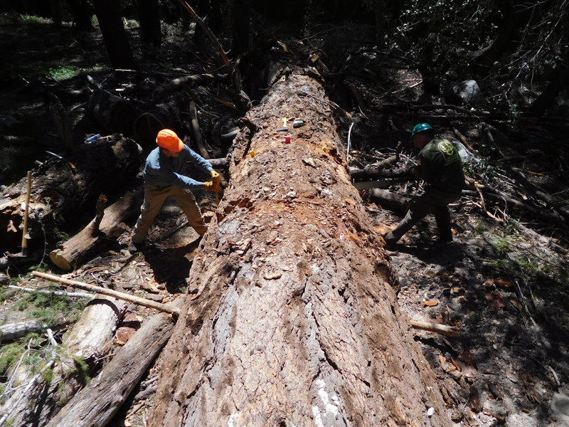 Volunteers clearing a 60" bigcone spruce near Devore Trail Camp.