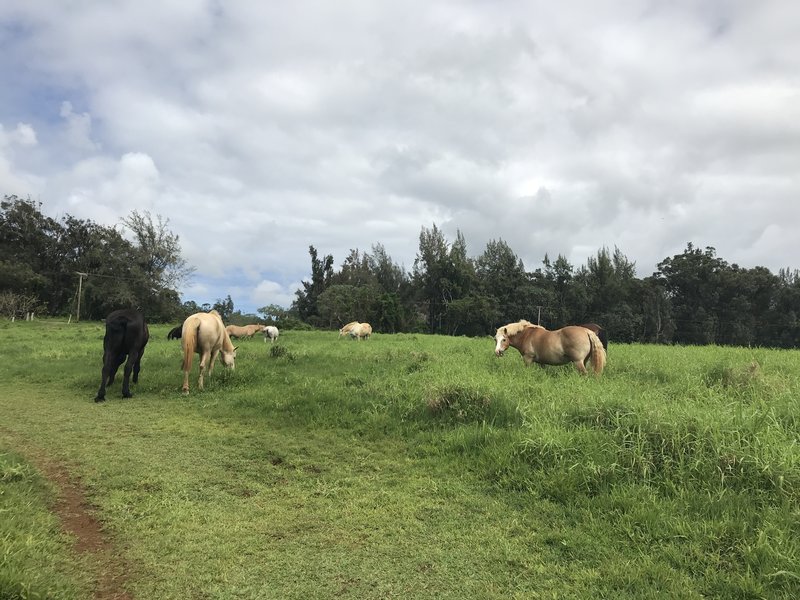 Horses grazing in the farm along the trail